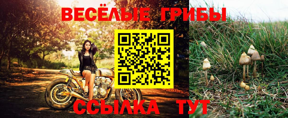 Галлюциногенные грибы GOLDEN TEACHER  Владикавказ 